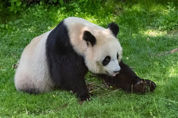 Młoda Olbrzymia Panda Jedząca Bambus Trawie Portret — Zdjęcie stockowe