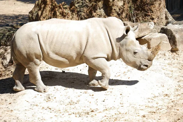 Rhinocéros Marchant Dans Savane — Photo