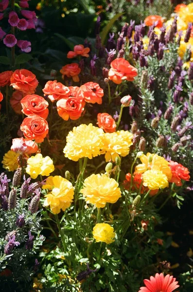 Vertical Shot Colorful Wildflowers Field — Stock Photo, Image