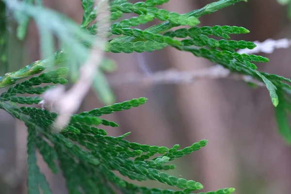 Eine Selektive Fokusaufnahme Der Grünen Blätter Der Leyland Zypresse — Stockfoto