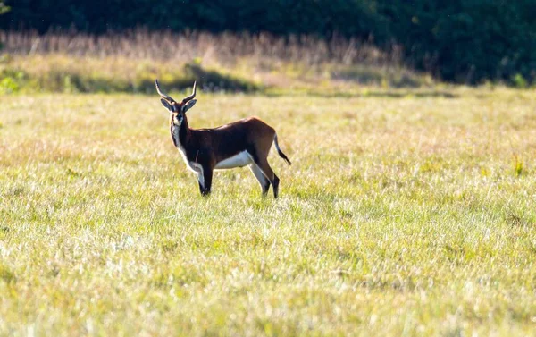 Una Vista Panoramica Antilope Campo Una Zona Rurale Con Tempo — Foto Stock