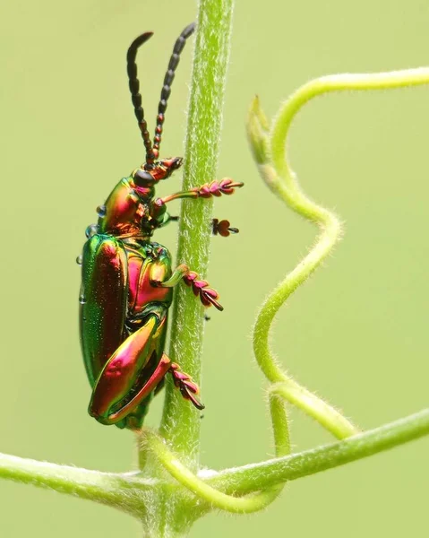 Una Macro Toma Vertical Escarabajo Canino Chrysochus Auratus Arrastrándose Sobre — Foto de Stock