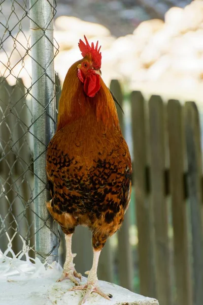 太陽の光に照らされた家の中の赤い羽の鶏のクローズアップ — ストック写真