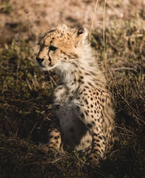 Een Schattige Cheeta Welp Zit Kijkt Weg — Stockfoto