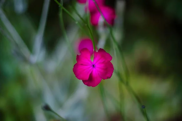 Eine Nahaufnahme Von Leuchtend Rosa Geranium Palustre Blüten — Stockfoto