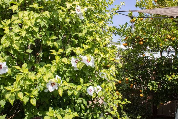 晴れた日に庭に咲く茂みの上に美しいハイビスカスのクローズアップショット — ストック写真