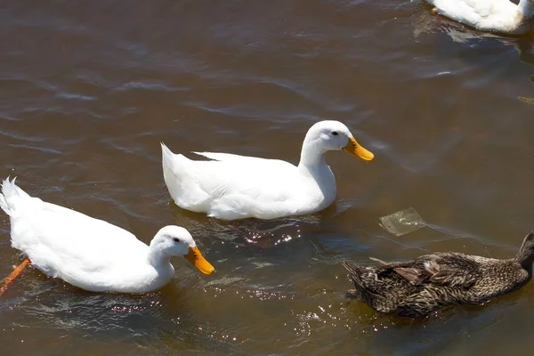White American Pekin Ducks Lake — Stock Photo, Image