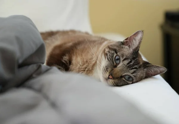 Tiro Foco Seletivo Adorável Gato Tabby Olhando Para Câmera Enquanto — Fotografia de Stock