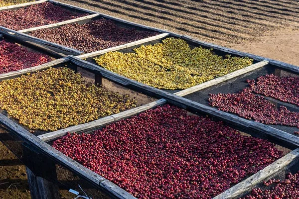 Coffee Drying Yard Several Species Coffee Beans Farm State Sao — Stock Photo, Image
