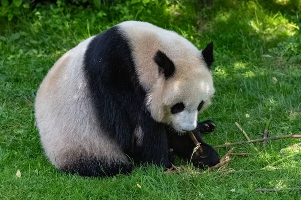 Młoda Olbrzymia Panda Jedząca Bambus Trawie Portret — Zdjęcie stockowe