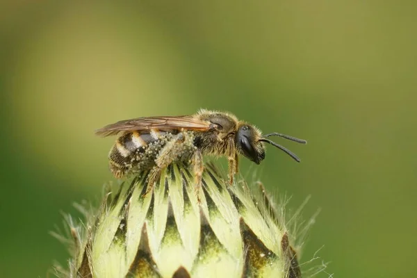 Nahaufnahme Einer Kleinen Braunen Weibchen Biene Lasioglossum Caleatum Die Auf — Stockfoto