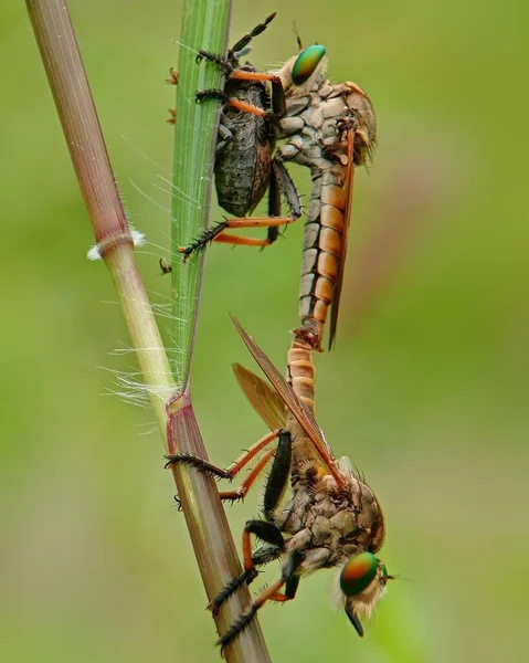 Egy Rablólégy Asilidae Függőleges Makrofotója Zsákmányával — Stock Fotó