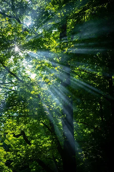 Vertical Shot Sunbeams Penetrating Green Tree Branches Stock Picture