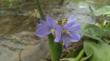 Pontederia crassipes, Kerala 'da nehirden akıyor. Eichhornia crassipes çiçeği..