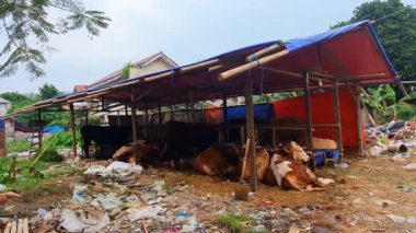 Qurban inekleri satılmaya hazır bir kafeste. Çikolata, siyah ve beyaz gibi çok renkli inekler var.