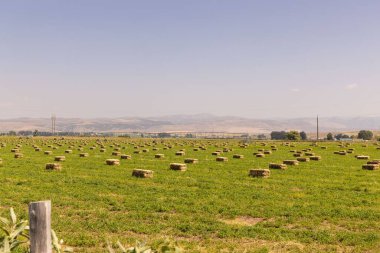 Güneşli bir günde saman balyalarıyla dolu bir arazi.