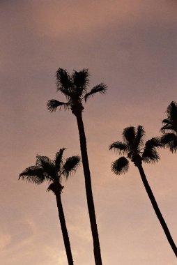 Parlak günbatımı arka planında, yüksek palmiye ağaçlarının dikey görüntüsü.