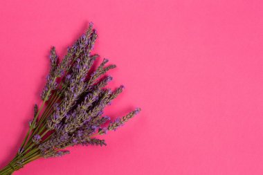 Pembe arka planda fotokopi alanı olan bir demet taze lavanta