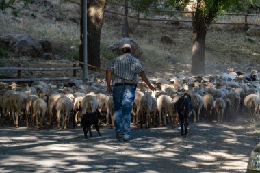 Koyun sürüsüyle bir çobanın arka görüntüsü