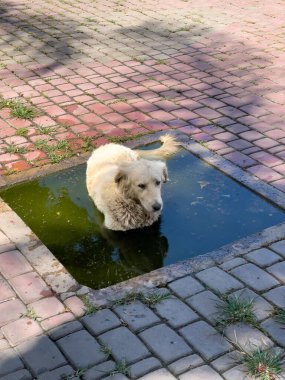 Sokak köpeği pis bir yağmur birikintisinde dinleniyor.