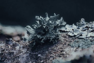 Doğa kabuğunda yeşil bir yosunun yakın plan çekimi.