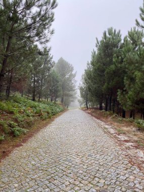 Portekiz 'de sisli bir havada bir ormanda yürüme yolunun dikey görüntüsü.
