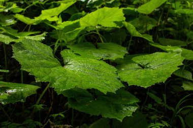 Ormanda ıslak büyük yeşil yapraklar