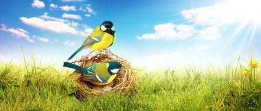 The adorable great tits on the nest in the green grass on blue cloudy sky background