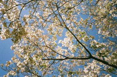 A flowering cherry tree against a blue sky