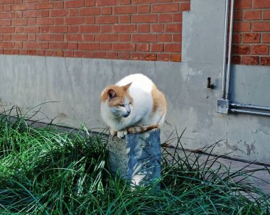Bina duvarının önündeki çimlerin üzerinde oturan sevimli küçük bir kedi.