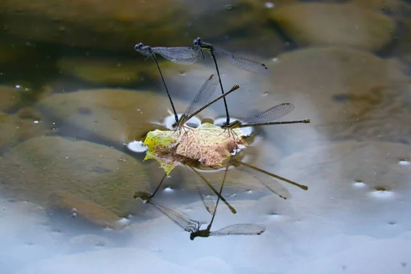 Group Dragon Flies Perching Floating Dry Leaf — Stock Photo, Image