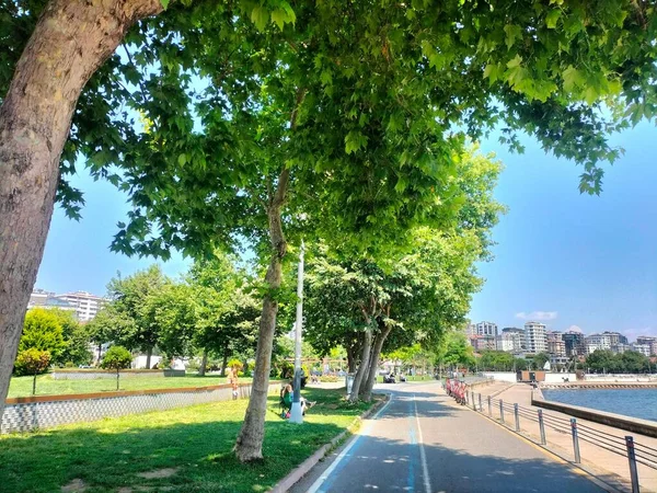 Boulevard Sea Tree Shade Sunny Day — Stock Photo, Image