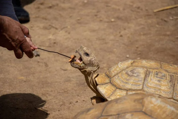 Een Close Shot Van Een Schildpad Wordt Gevoed Door Mensen — Stockfoto