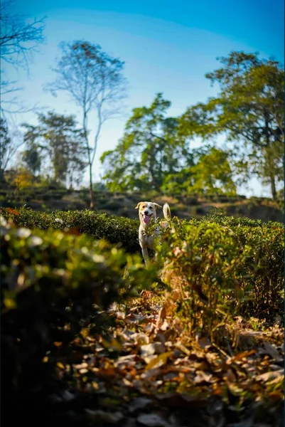 Selektivní Snímek Labradora Retrívra Podzimními Keři Parku — Stock fotografie