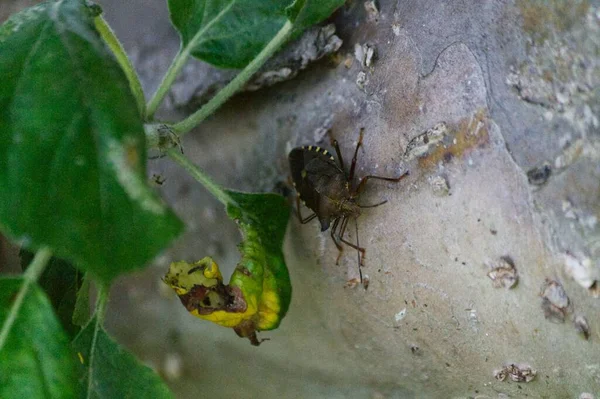 Ağaçtaki Kahverengi Böcek Yakın Çekim Makro Vuruşu — Stok fotoğraf