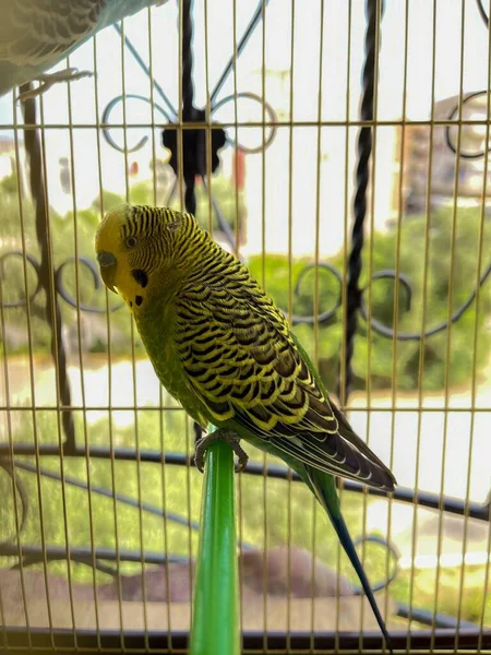 Piccolo Pappagallo Dentro Una Gabbia — Foto Stock