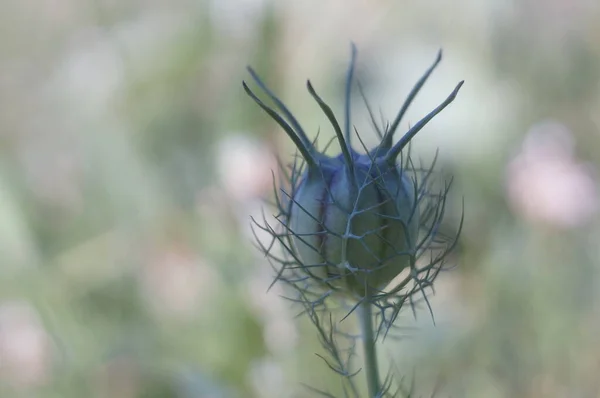 Closeup Shot Love Mist Bud Blurred Background — Stock Photo, Image