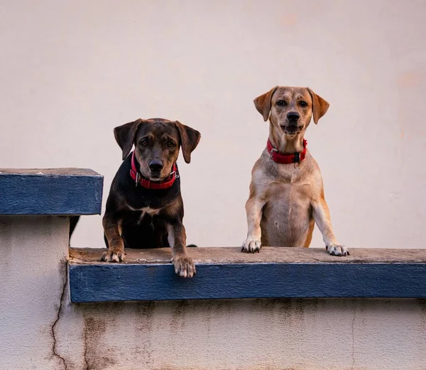 Tiro Dos Perros Mirando Con Corbatas Rojas — Foto de Stock