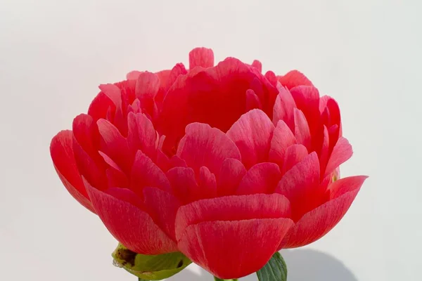 Czerwony Kwiat Piwonii Abalone Pearl Izolowane Pełnym Rozkwicie Białym Tle — Zdjęcie stockowe