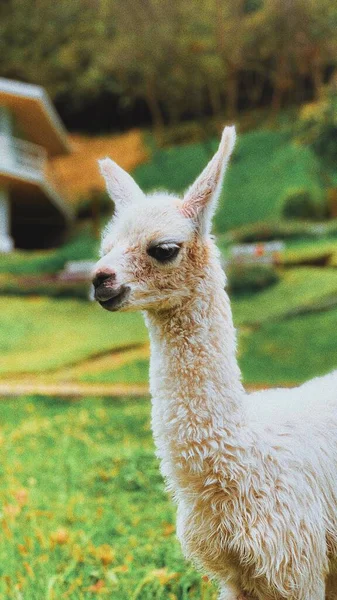 Eine Vertikale Nahaufnahme Eines Entzückenden Lama Feld — Stockfoto