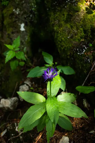 在森林里 阳光照射着紫色的植物 — 图库照片