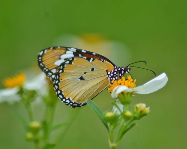 나비목 나비의 — 스톡 사진