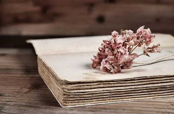 Red Dried Flower Old Book Memories Romantic Activity — Stock Photo, Image