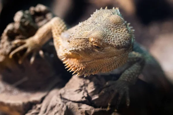 Closeup Central Bearded Dragon Pogona Vitticeps — Stock Photo, Image