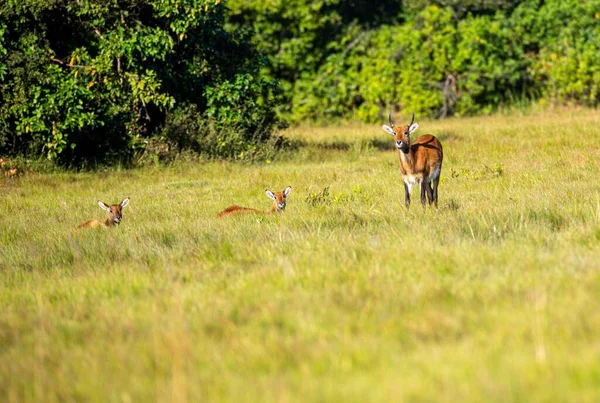 Una Vista Panorámica Los Ciervos Campo Bosque Tiempo Soleado —  Fotos de Stock