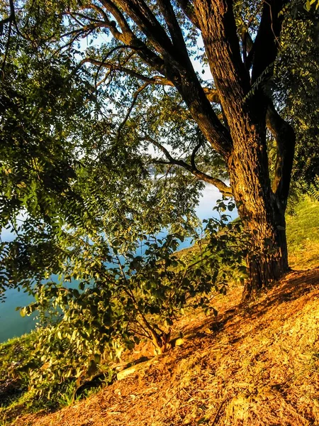Prachtige Bomen Worden Geplant Langs Rand Van Pampulha Lagune Belo — Stockfoto