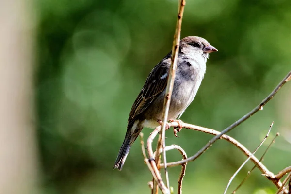 Een Zachte Focus Van Een Huismus Neergestreken Een Gedroogde Tak — Stockfoto