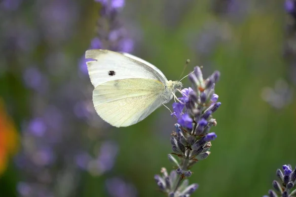 Närbild Vacker Vitkål Fjäril Blomma Trädgården — Stockfoto