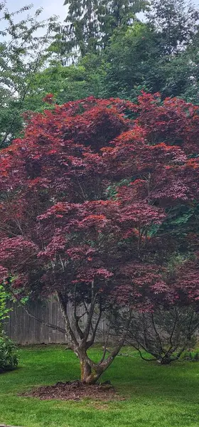 Vertikální Záběr Červeného Bujného Stromu Krásné Zahradě — Stock fotografie