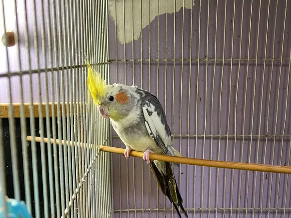 Κίτρινος Παπαγάλος Μέσα Κλουβί — Φωτογραφία Αρχείου